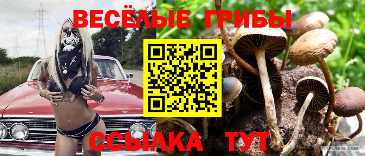 Псилоцибиновые грибы MAGIC MUSHROOMS  Галлюциногенные грибы Psilocybine cubensis  Кириши  Вход с VPN 